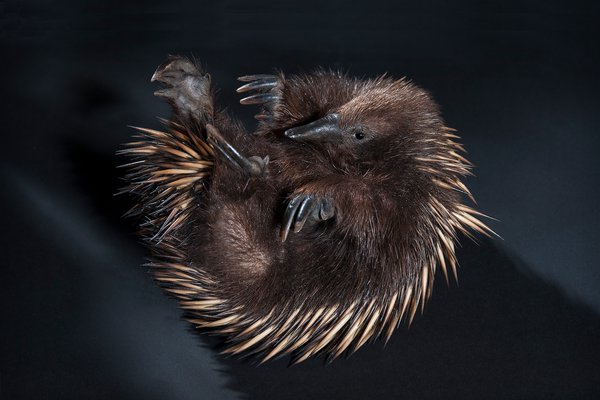 Echidna