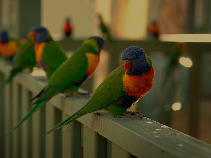 Rainbow Lorikeets on a fence