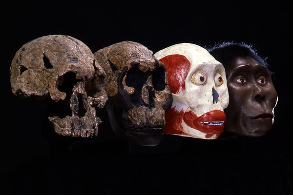 Cast and recontruction of Homo rudolfensis.