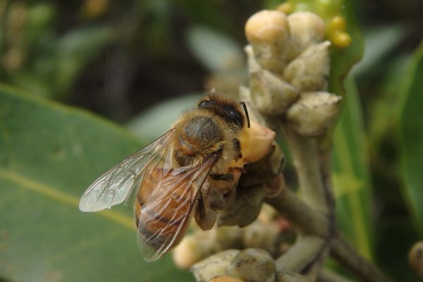 an image of Apis mellifera