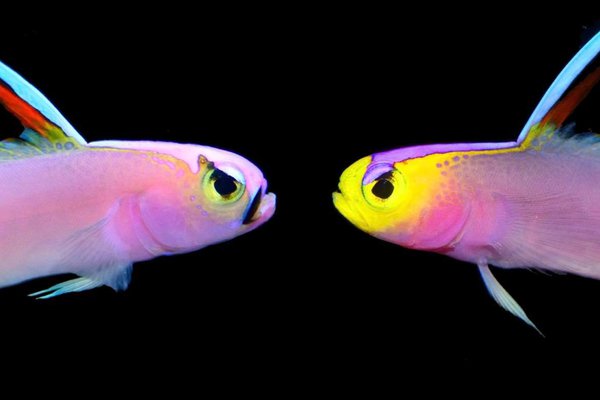 Nemateleotris helfrichi (left), and the newly described N. lavandula (right). Both species were previously regarded as a single species.