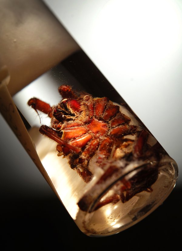 Close-up of funnel web spider specimen