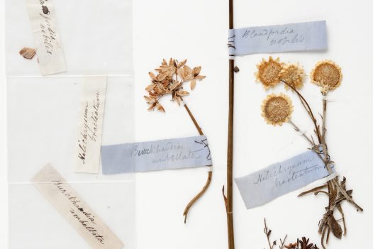 Christmas Bells, Milkmaid, Everlasting Daisy and Tea-Tree specimens