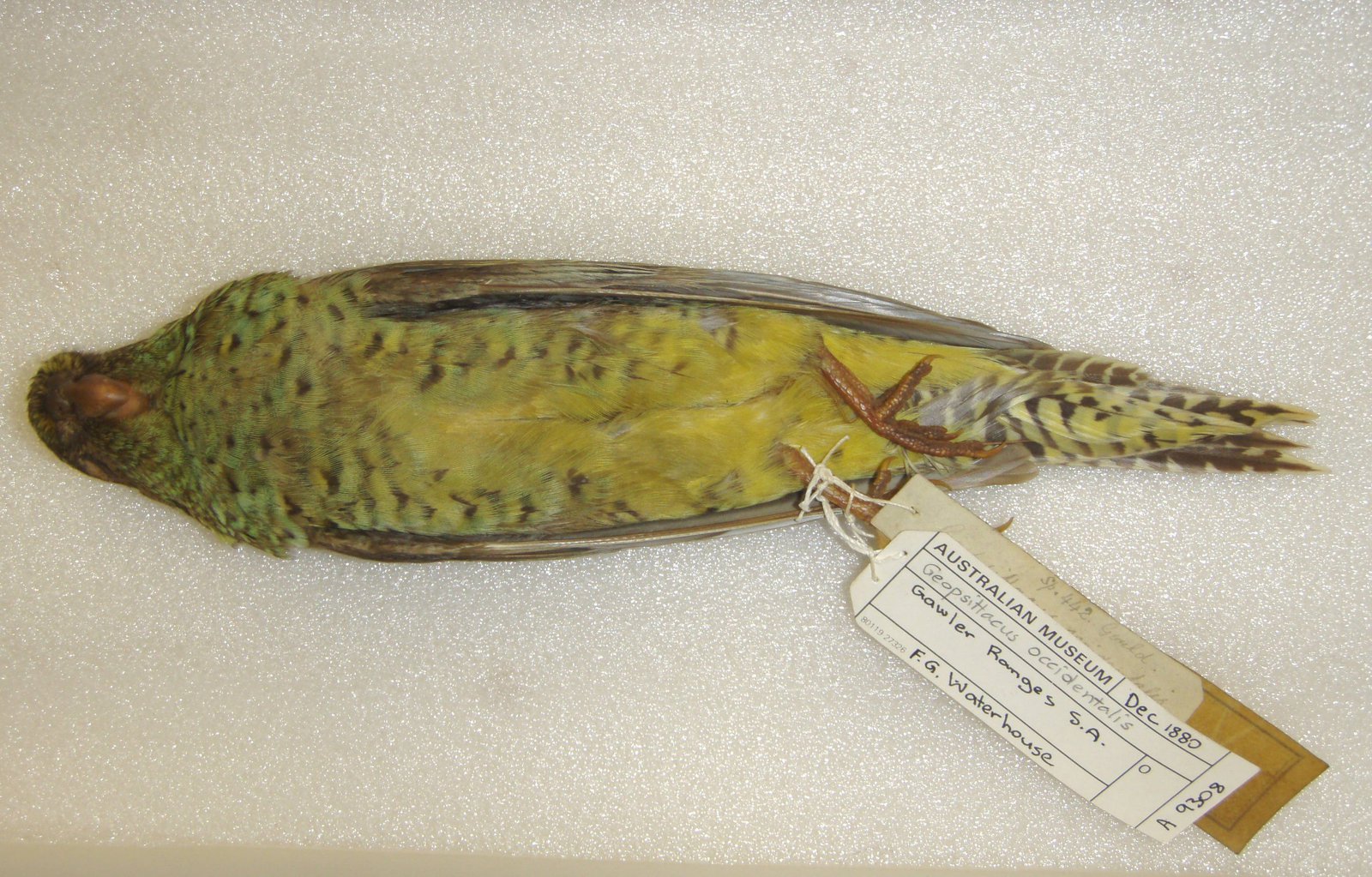 A_9308 Pezoporus occidentalis Night Parrot - ventral