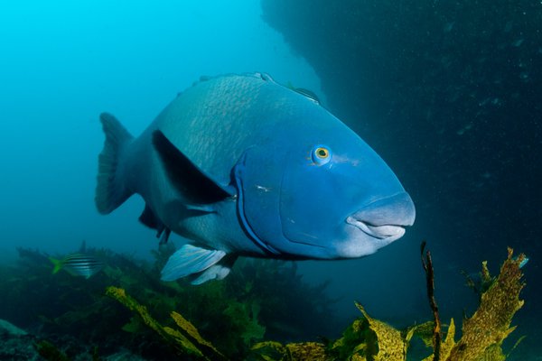 Eastern Blue Groper (Achoerodus viridis)