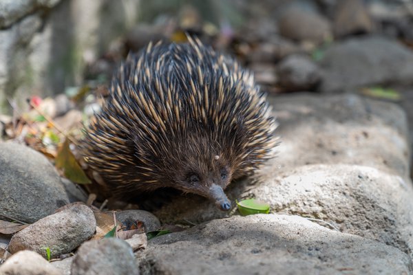 Alex Summerell at Featherdale Wildlife Park