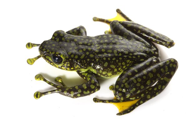 The Splendid Torrent Frog