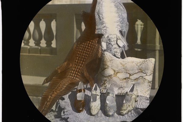 Group of Skins and Shoes. Johns Ltd., Shoes. From a lantern slide prepared by G.C.Clutton and hand coloured by Ethel King. Wildlife Preservation lecture likely delivered by JR Kinghorn. Date 1927. AMS164/VV03619