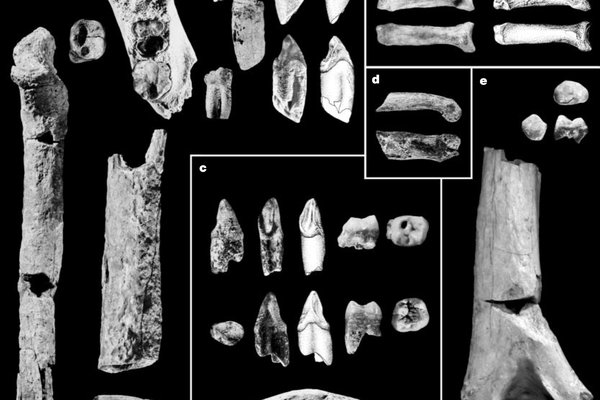 Fossil of Ardipithecus kadabba