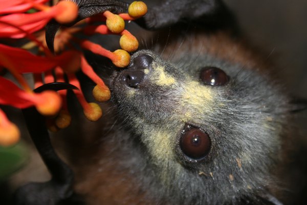 Grey-headed flying-fox