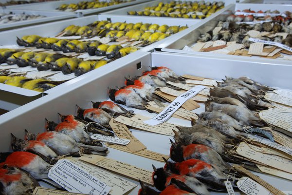 Ornithology Collections 2008