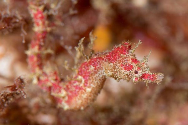 Cylix tupareomanaia in situ, female, Tu Pare o Huia or Home Point, North Island, New Zealand, at 13 m depth.