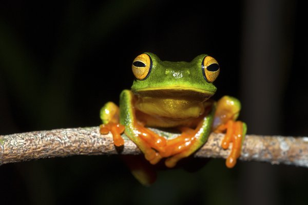 Cape York Graceful Treefrog (Litoria bella)