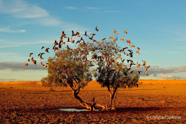 A Tree Dreaming by Christian Spencer