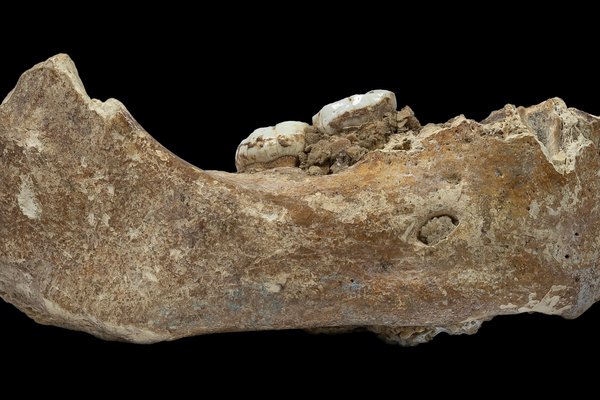 Xiahe mandible from Tibet