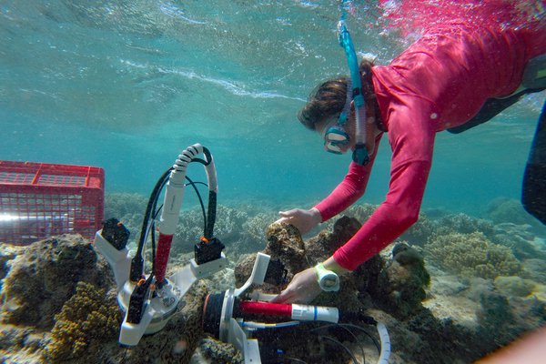 Research at Lizard Island, 2018