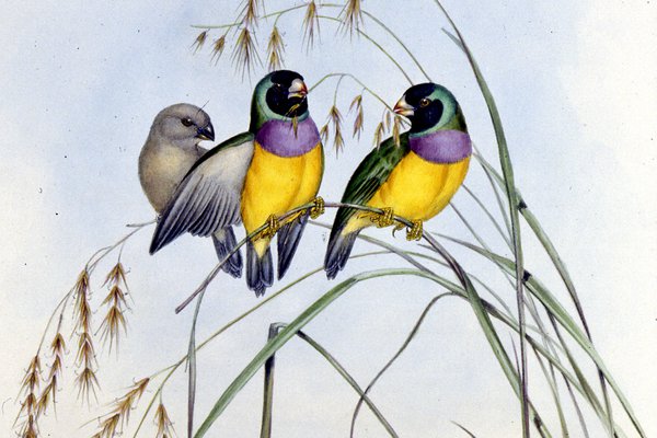 The Birds of Australia : in seven volumes / by John Gould.