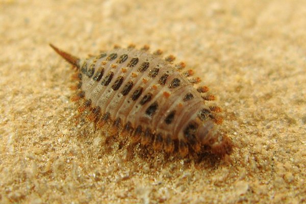 The larva brought to the AM from Flinders Ranges