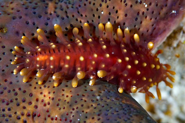 Scaleworms (Family Polynoidae) are polychaetes that often live in association with other animals. This one, photographed during the workshop, is on a starfish and remains unidentified.