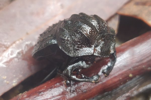 Australia's largest native dung beetle, Aulacopris maximus, one of our target species, collected at Washpool NP