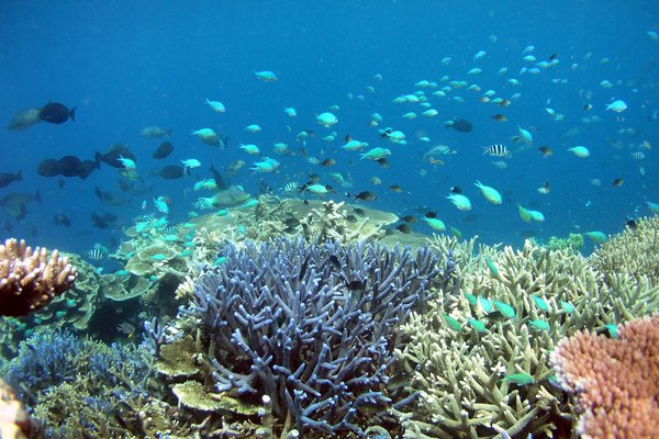 How many coral species? We thought we could tell by external appearance but molecular analysis suggests that we’ve been missing a lot.