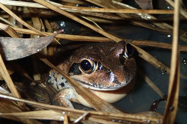 The Coastal Banjo Frog (Limnodynastes superciliaris) is one of seven frog species added to the scientifically recognised frog species list in Australia since the first release of the Australian Frog Atlas (AFA).