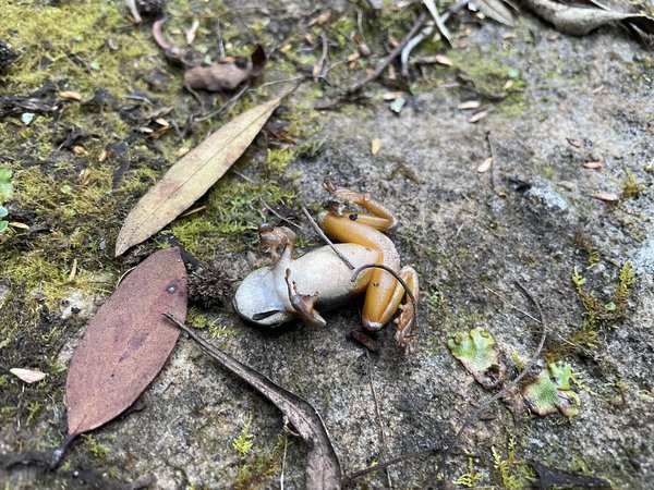 Litoria phyllochroa, Turramurra