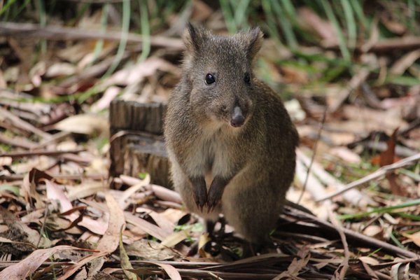 Long-nosed potoroo