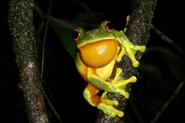 Male Orange-thighed Frog (Litoria xathomera)