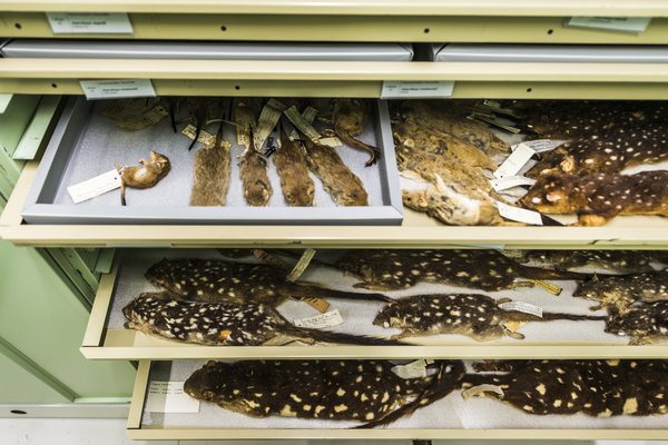 Mammalogy Collection