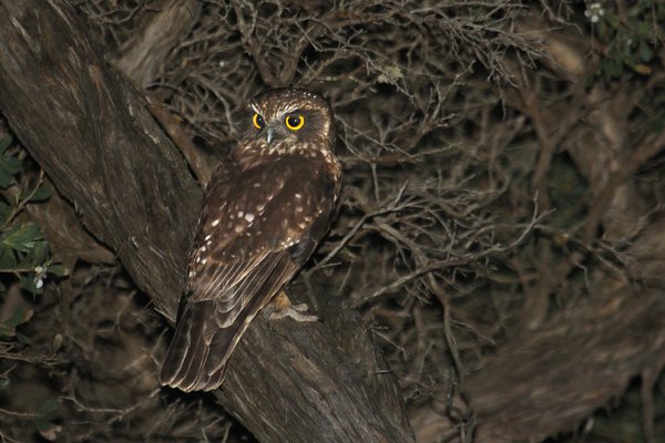 Tasmanian Boobook (Ninox leucopsis)