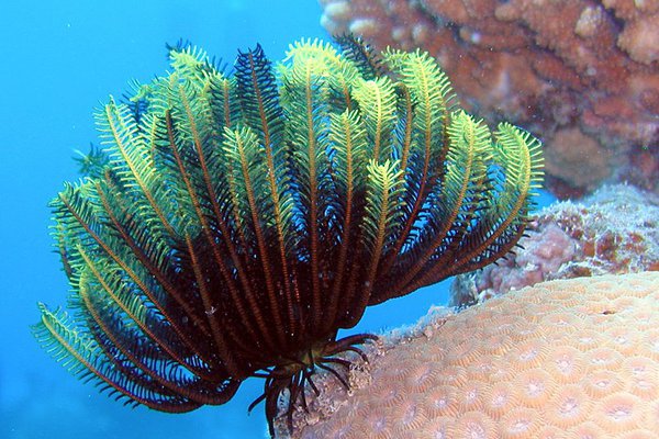 Oxycomanthus bennetti, underwater at Lizard Island