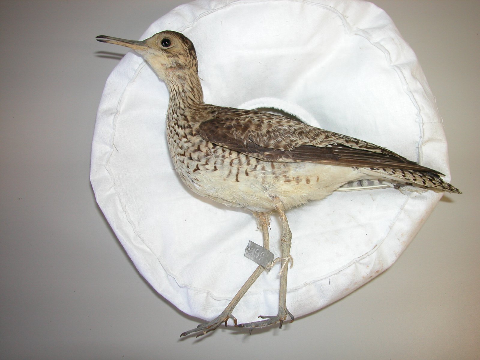 PA.8563 Bartramia longicauda (Upland Sandpiper)