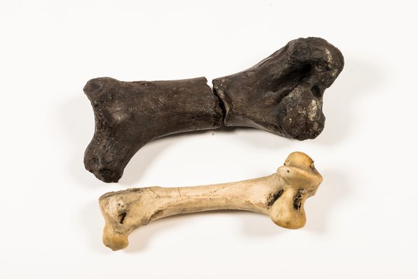 Dromornis australis femur fossil