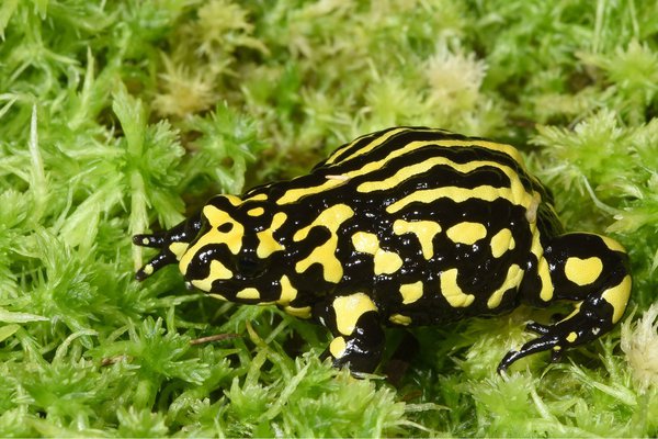 Southern Corroboree Frog