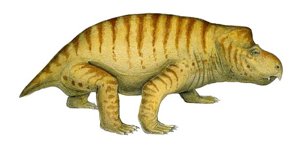 Dicynodont therapsid, Queensland