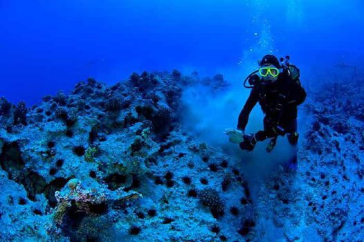 Stephen diving at Marotiri Rocks