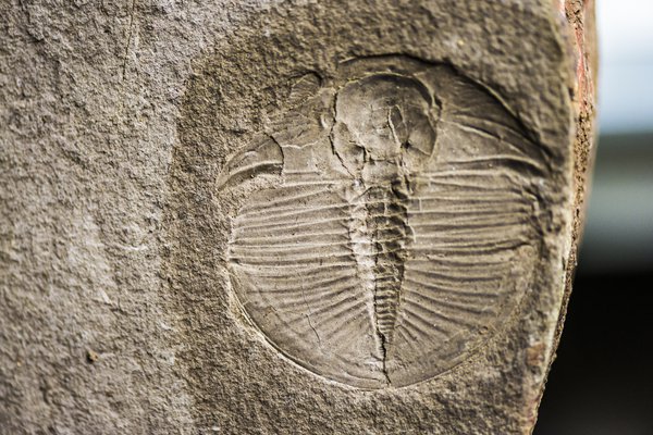 Trilobite fossil