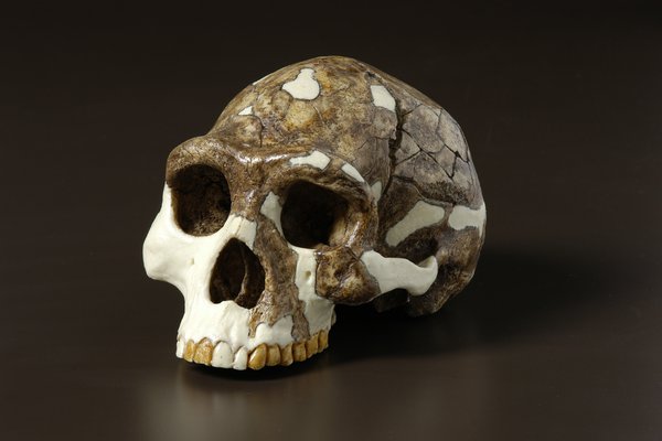 Homo erectus skull