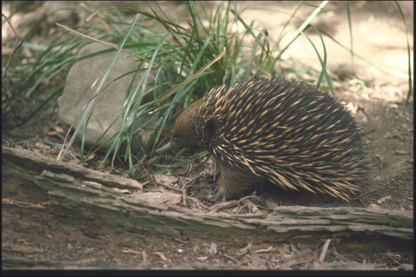 Tachyglossus aculeatus