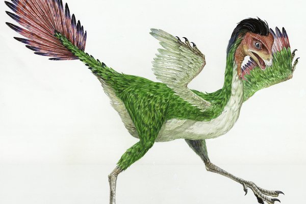 Caudipteryx