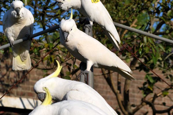 Sulphur Crested Cockatoos