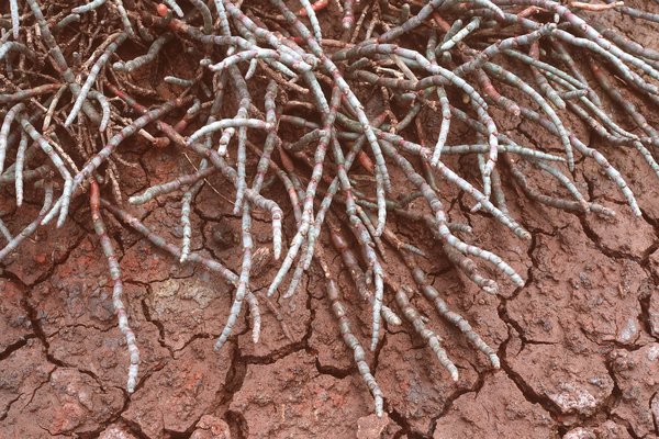 Soil Erosion