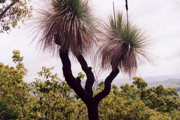 A grass tree