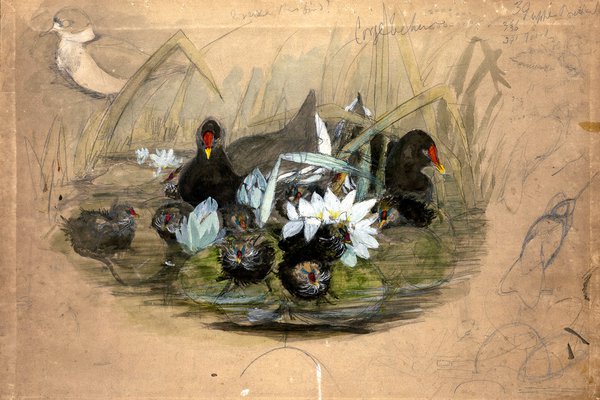 Preparatory sketch of Moorhen