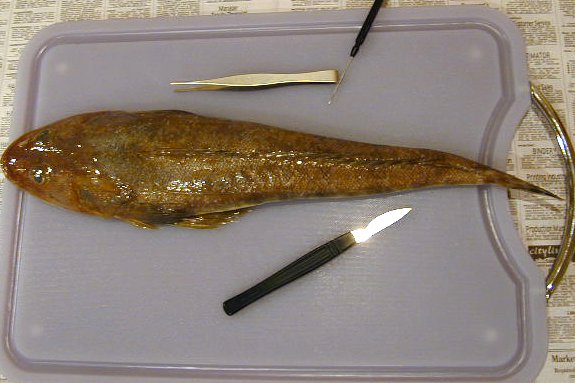 Getting started - Dissection of an Eastern Blue-spotted Flathead