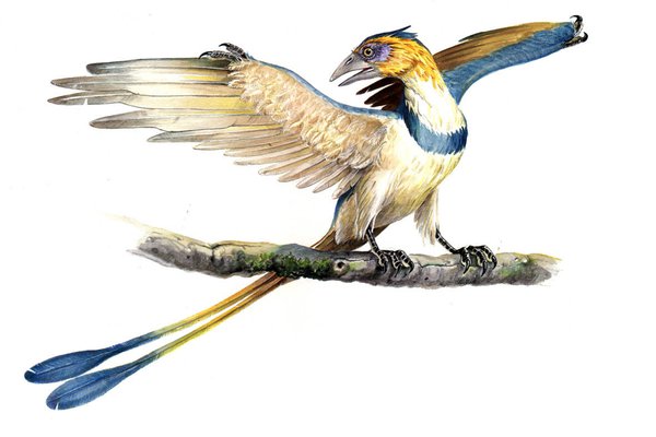 Confuciusornis