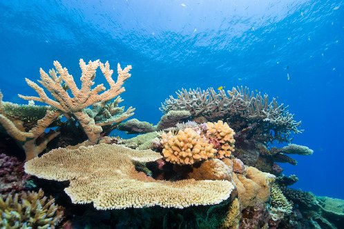 Coral diversity, Great Barrier Reef