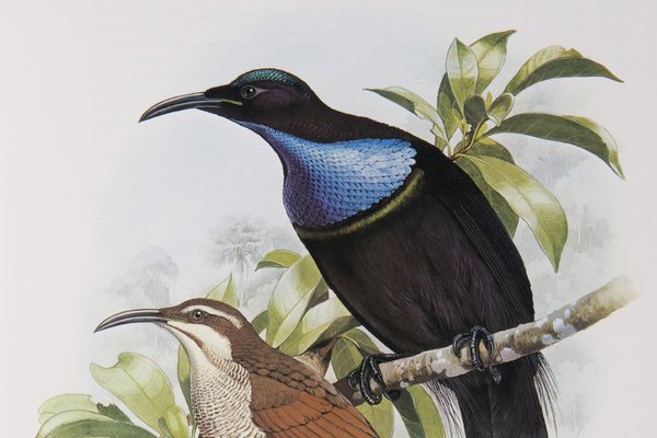 Magnificent Riflebird