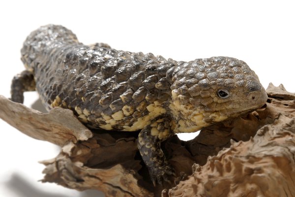 Shingleback Lizard, Tiliqua rugosa